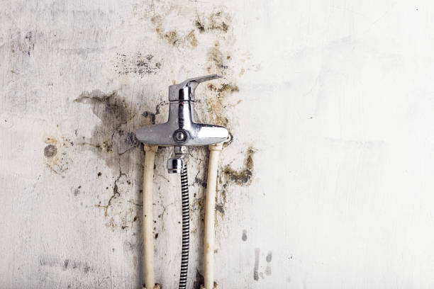 Best Affordable Mold Removal  in Woodbury, TN