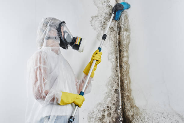 Best Crawl Space Mold Removal  in Woodbury, TN