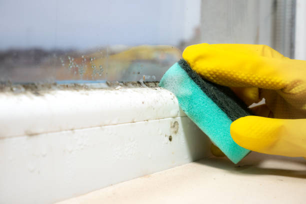Best Black Mold Removal  in Woodbury, TN