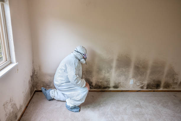Best Mold Remediation  in Woodbury, TN