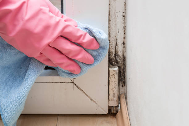 Best Mold Remediation Experts  in Woodbury, TN