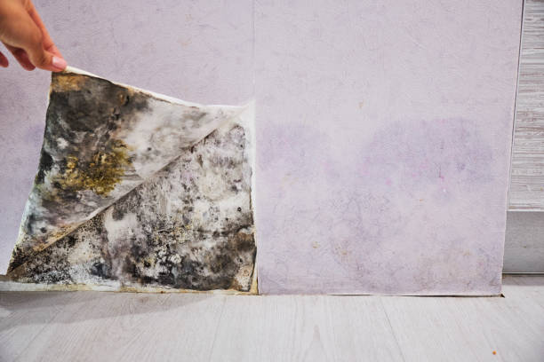 Best Same-Day Mold Removal  in Woodbury, TN